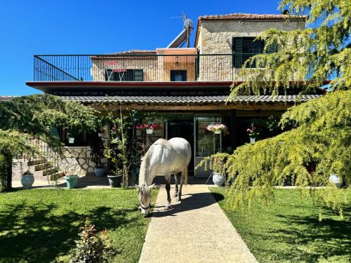 Arta Villa | Orange Lemon Garden