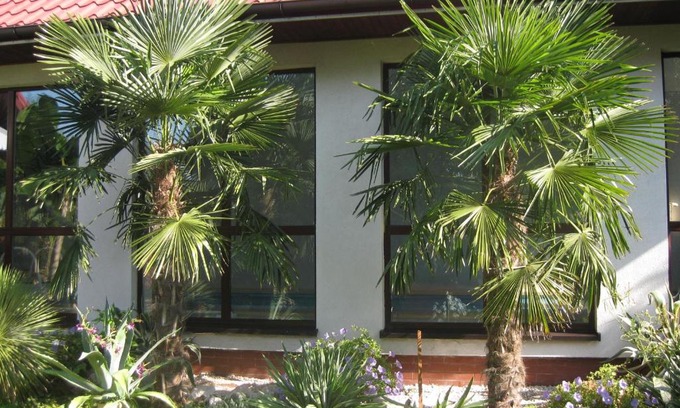 Busko-Zdroj House | Pokoje Gościnne Pod Palmami