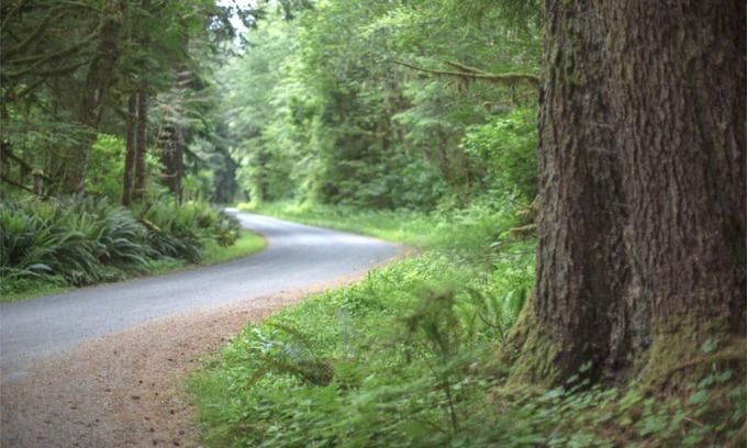 Forks RV Rental | Primitive Tent Site #13- Beautiful Forested Property