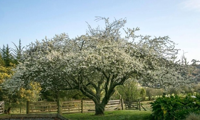 Mapua Cottage | Quince Cottage, Mapua