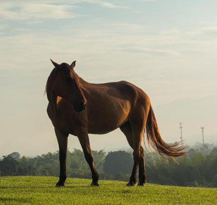 El Eden Hotel | Rancho Eden