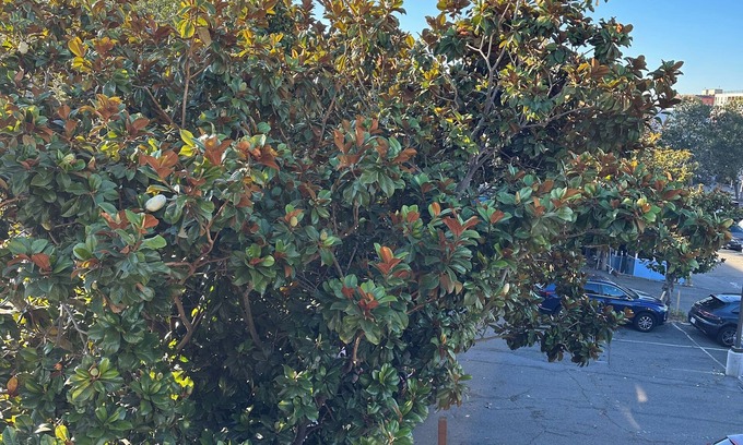 Downtown Berkeley Apartment | Relaxing Berkeley Nook: Your Private Cozy Escape