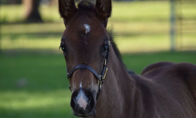 Dade City RV Rental | RV hook up at Florida Breeze LLC - Farm Stay - 6 miles from I-75