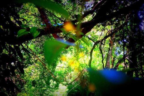 Ambagollapathana Resort | Samadhi Nature Resort