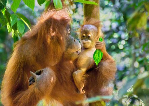 Bohorok Other | See Orangutan Sumatra