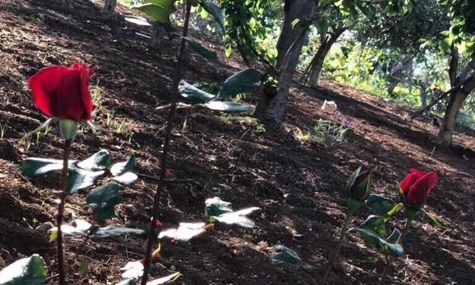 Reggio Calabria House | Silverstar