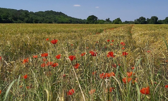 Rochegude House | Spacious stone built gite with stunning views of the Cevennes