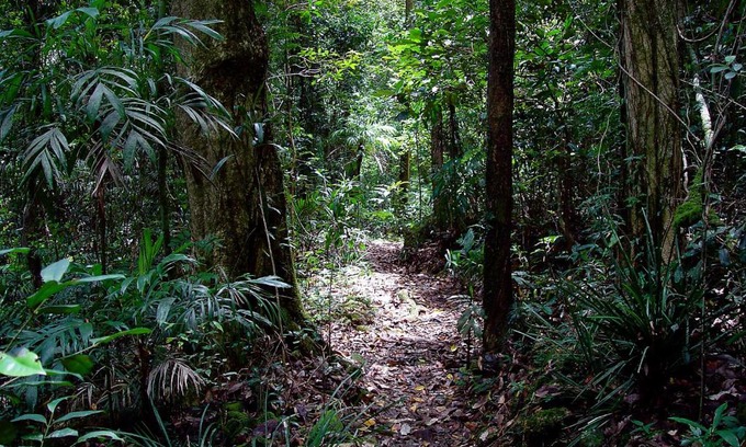 Springbrook Cabin | Springbrook Lyrebird Retreat