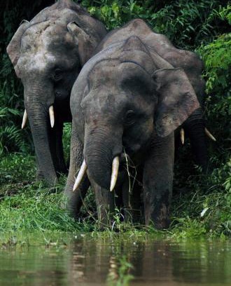 Sukau Bed & Breakfast | Sukau Village View Stay & Backpackers