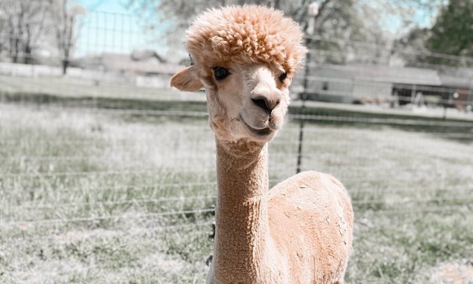 Gallatin House | The Alpaca Campa - Minutes to Nashville