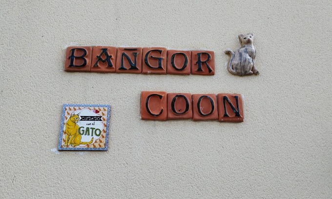 Forges Apartment | The Bangor Coon Apartment Liouba