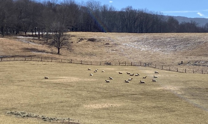 Mustoe Other | The Farm House at Lucky Loop Hollow Farm