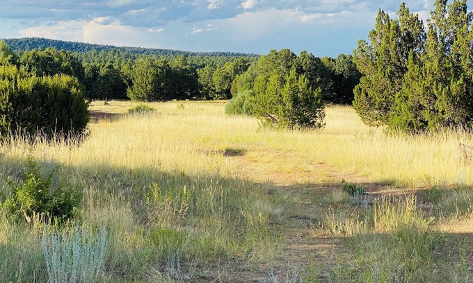 Walsenburg RV Rental | Under The Stars Colorado campground. 420. Bring Your TENTS! Lots of trees.