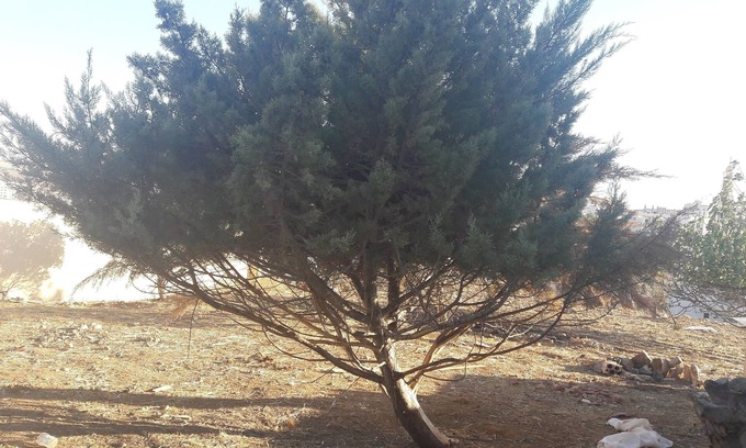 Suwailih Villa | Villa Hmoud