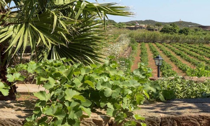 Pantelleria House | [Vineyard View+ Garden + Barbecue] "Mill Dammuso"