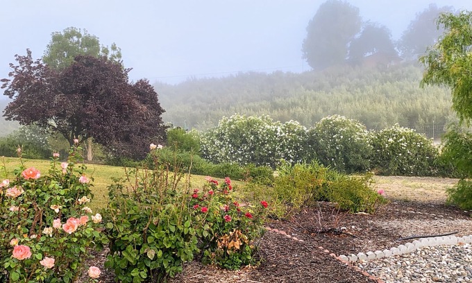 San Miguel House | Vista Vine Cottage-Vista Views of Olive Orchards and Vineyards for Miles!