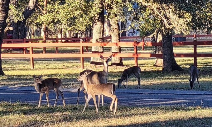 Boerne House | "Wanna see some DEER? Our Clean and Peaceful Guesthouse!