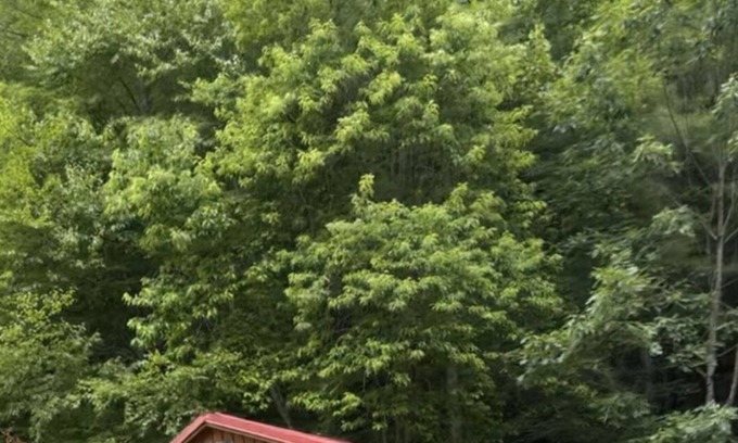 Northfork Cabin | Wards Creekside Cabins 04