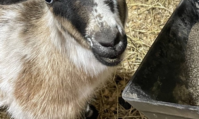 Winchester Other | Working Dairy Goat Farm - Glamping in RV Camper in Luxury - Deer Hunters Welcome