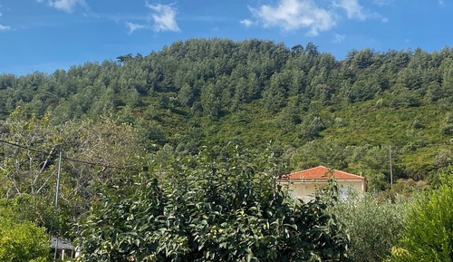 Standard Room, Mountain View