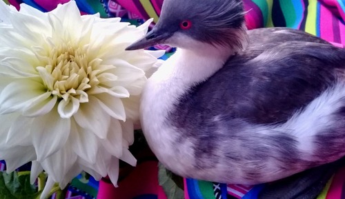 Shared Dormitory, 4 Bedrooms, Patio, Garden View