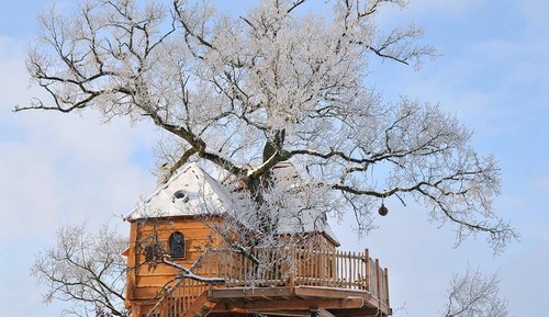 Panoramic Tree House (Tree House)