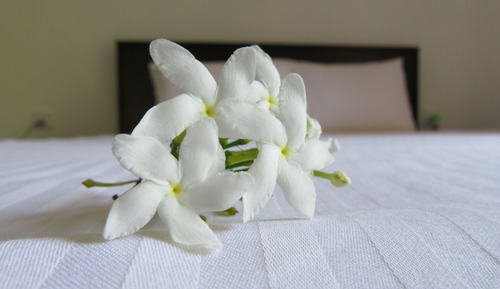 Deluxe Single Room, Garden View