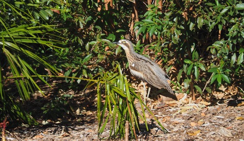 Deluxe Suite (Tent 2)