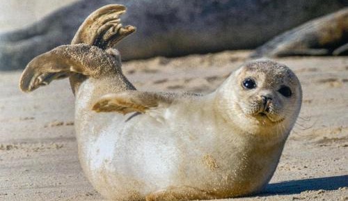 Two-Bedroom Superior Apartment