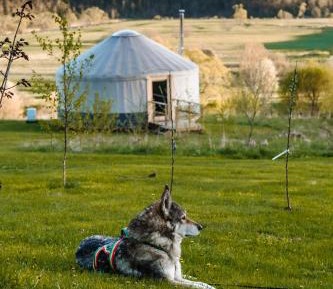 Tent