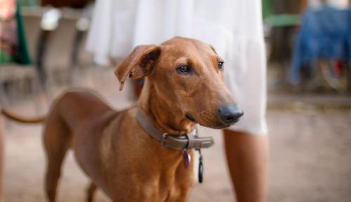 Standard Double Room with Shared Bathroom