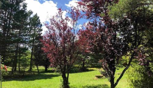 Apartment with Garden View