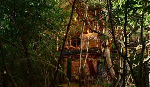 Family Tree House