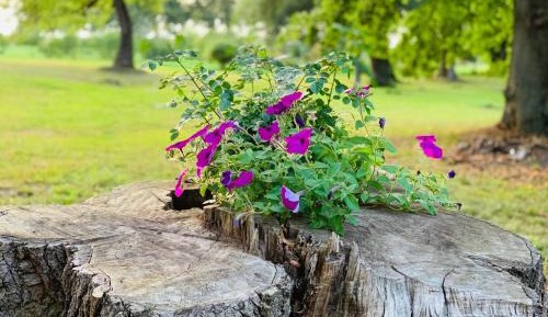 Apartment - Split Level