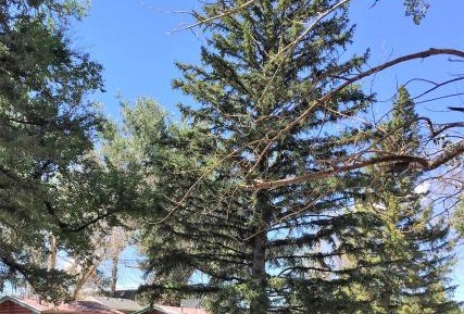 Queen Cabin - Pet Friendly