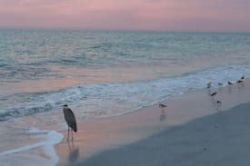 Indian Rocks Beach Apartment | STEPS TO THE BEACH!! Dunes Point, Indian Rocks