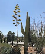 Victorville House | Iconic Flying Nun's House in Apple Valley