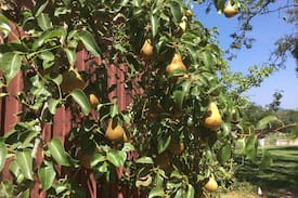 Healdsburg House | Paxton Guesthouse 3 Acre Estate