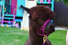 Woodridge Cabin | Mamoes country cottage alpaca farm stay b & b