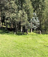 South Head House | The 'Shed' our slice of serenity.