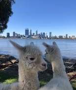 Woodridge Cabin | Mamoes country cottage alpaca farm stay b & b