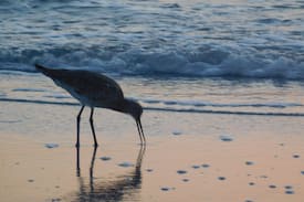 Indian Rocks Beach Apartment | STEPS TO THE BEACH!! Dunes Point, Indian Rocks