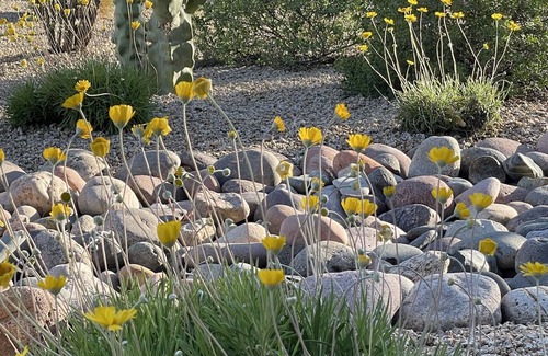 Rio Verde House | Beautiful Home in Rio Verde Golf Community