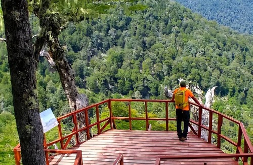 Neltume Cabin | CABIN IN Neltume huilo huilo Chile (With all services).