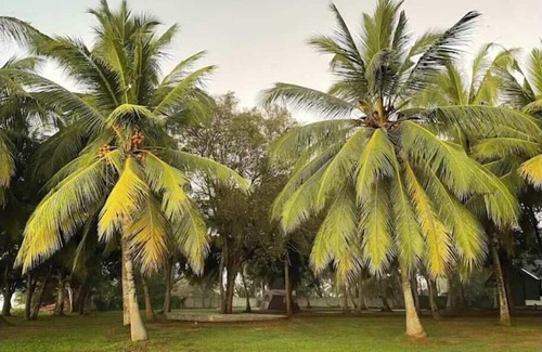 Sevanagala RV Rental | Lodging Tent 6