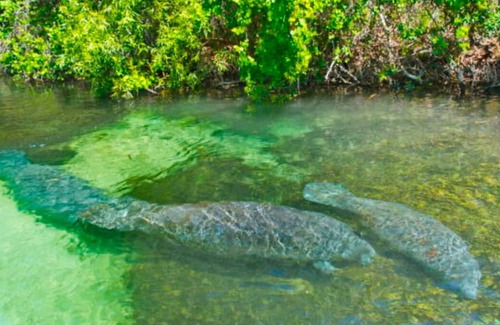 Spring Hill House | Weeki Wachee Crystal blue Springs river house with Kayaks