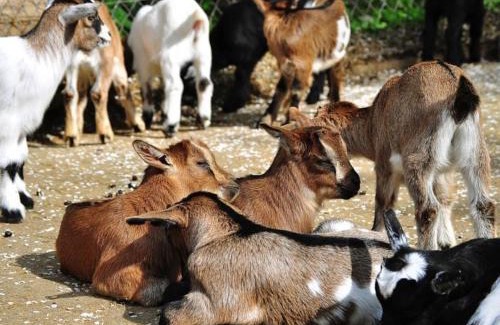 Scheibenhardt Apartment | Ferienwohnung Südpfalz am Elsass