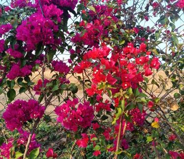 Nashik House | Delightful Champa - A farmstay