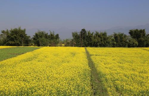 Sauraha House | Tharu COOP Homestay in Sauraha, Kathar :Chitwan