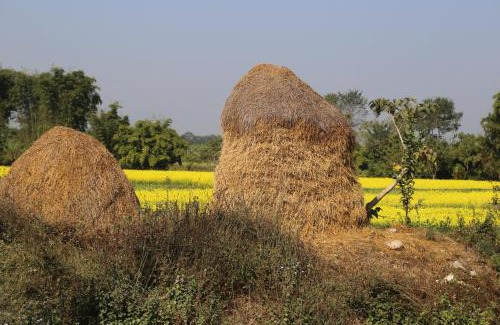 Sauraha House | Tharu COOP Homestay in Sauraha, Kathar :Chitwan